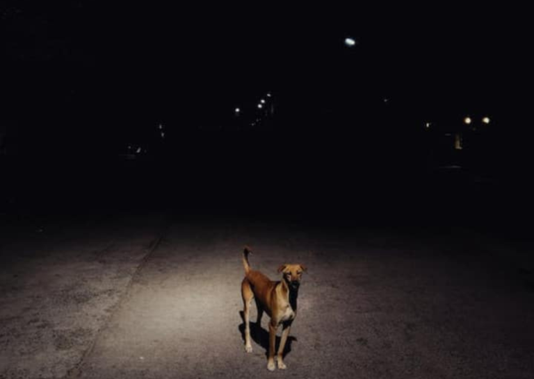 रात में क्या सच में कुत्ते को भूत नजर आते हैं? ऐसा क्या कारण है कि वो रात में रोते हैं…!