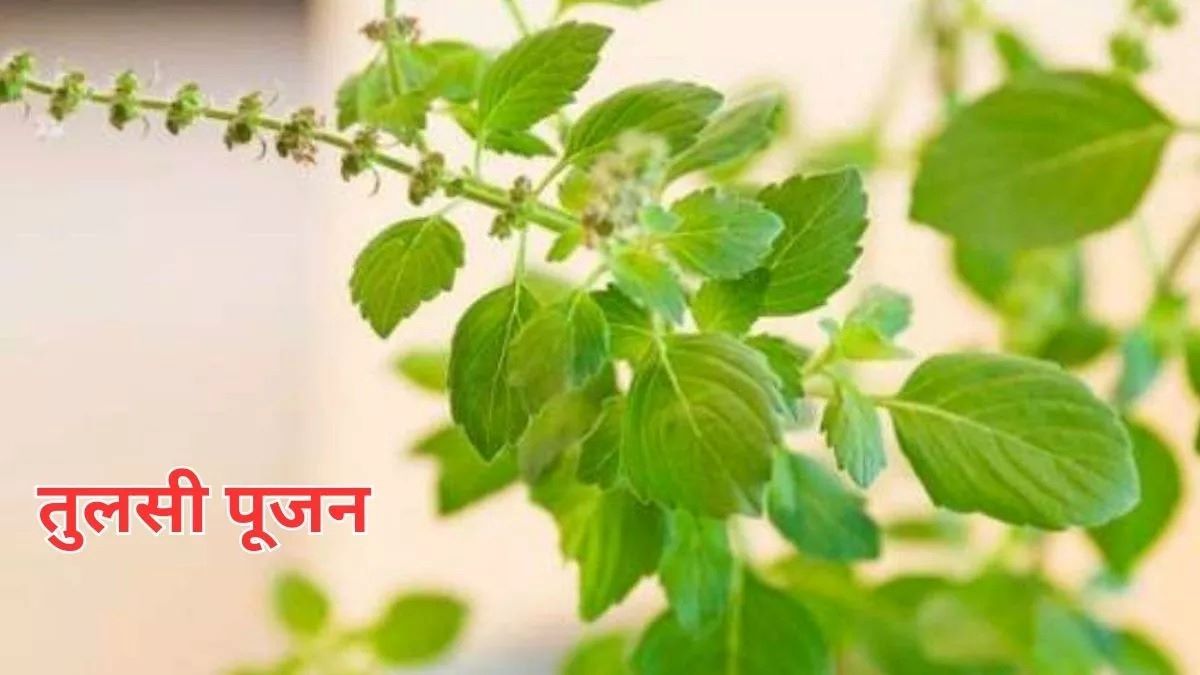 Tulsi Pujan Diwas 2023: आज तुलसी पूजन के दिन करें इस विधि से पूजा, घर पर बनी रहेगी मां लक्ष्मी की कृपा, दूर होंगे हर दुःख-संताप