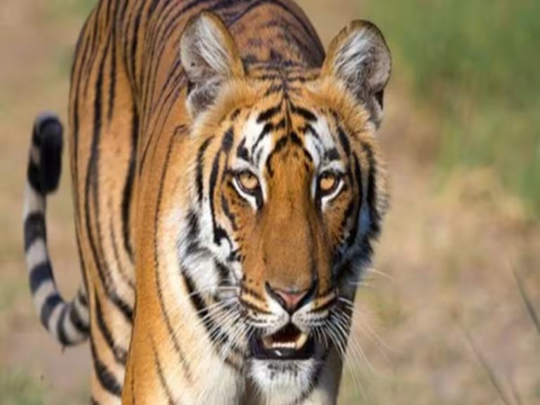 देश में हर दूसरे दिन मर रहा 1 बाघ, महाराष्ट्र-मध्य प्रदेश में सबसे ज्यादा मौतें