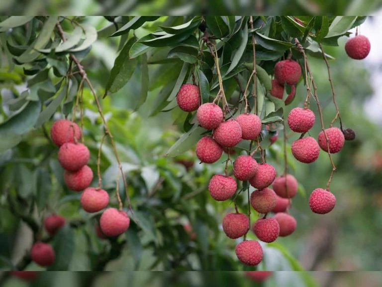 लीची खाने के हैं कई फायदे, पानी में भिगोकर खाने का क्या है लॉजिक, यहां जानें सबकुछ