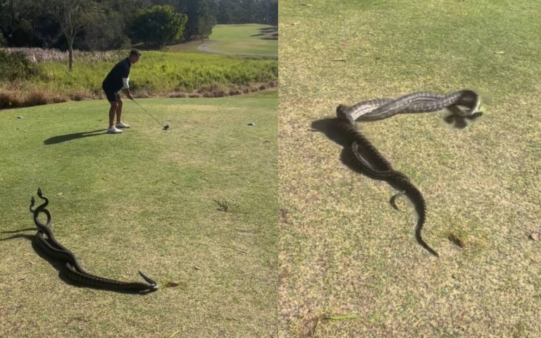 Bizarre Video: सांपों की जोड़ी के बीच गोल्फ खेलता नजर आया यह लड़का, वीडियो सोशल मीडिया पर वायरल