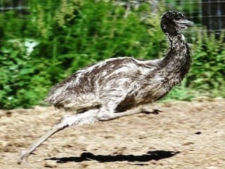 शुतुरमुर्ग के बाद दुनिया का सबसे बड़ा पक्षी, एक कदम में चलता है 9 फीट की दूरी, होश उड़ा देंगी खूबियां!