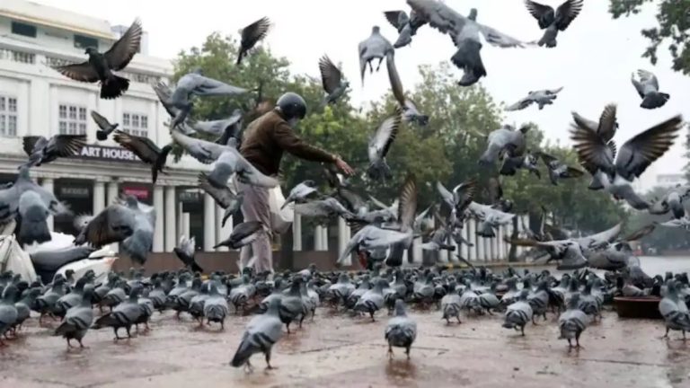 Pigeon droppings: कबूतरों की बीट आपके फेफड़ों को हमेशा के लिए कर सकती है खराब! ऐसे रहें सतर्क