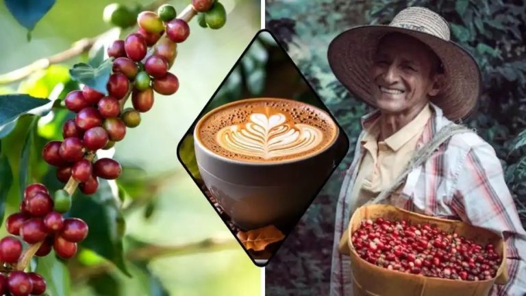 पेड़ों से टूटकर आपके कप तक कैसे पहुंचती है कॉफी? जानें उगाने से बीन्स तैयार करने तक का तरीका