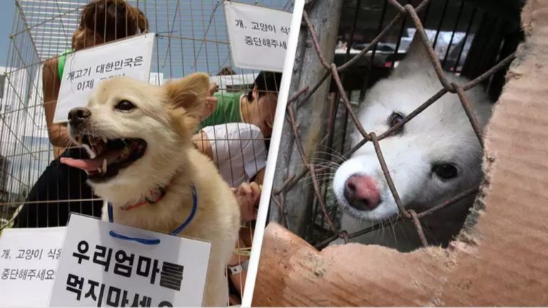 कुत्ते के मांस पर साउथ कोरिया में लगा बैन, सदियों पुरानी प्रथा खत्म करने का ऐतिहासिक फैसला