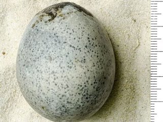 जमीन की खुदाई में मिला था ‘दुर्लभ अंडा’, 8 साल बाद आई खुशनुमा सच्चाई, वैज्ञानिकों की खिल गईं बांछें!