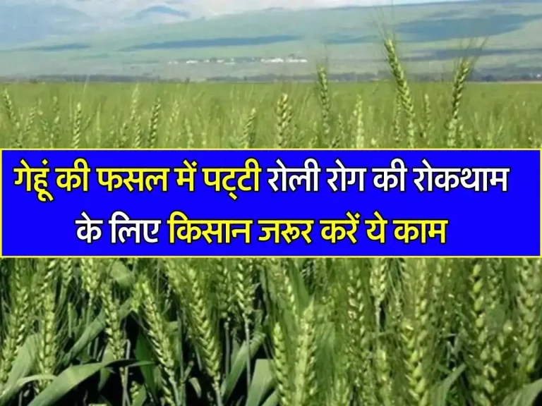 Wheat Crop: गेहूं की फसल में पट्टी रोली रोग की रोकथाम के लिए किसान जरूर करें ये काम, पैदावार में होगी बंपर बढ़ोतरी