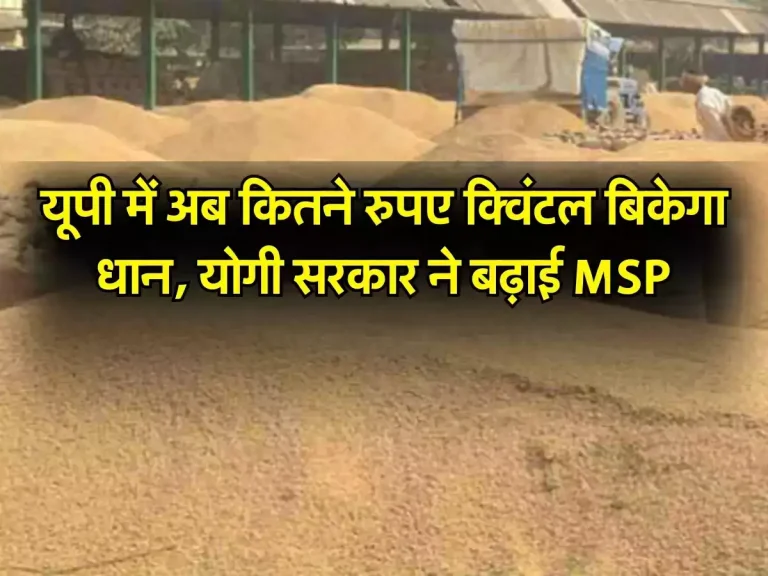 UP News: यूपी में अब कितने रुपए क्विंटल बिकेगा धान, योगी सरकार ने बढ़ाई MSP