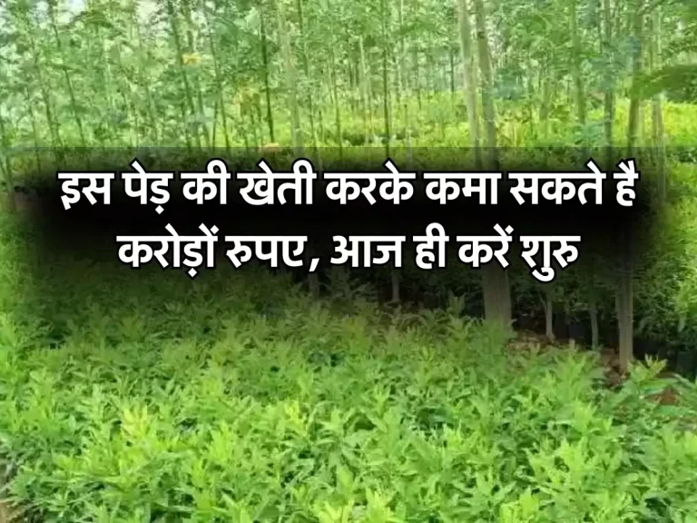 Business Idea: इस पेड़ की खेती करके कमा सकते है करोड़ों रुपए, आज ही करें शुरु