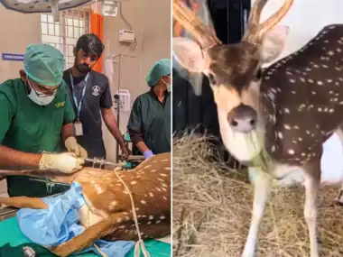 हादसे में टूट गई हिरण के पैर की हड्डी, खुद से ठीक होना मुश्किल था तो डॉक्टर ने ऐसे बचाया जीवन, IAS की पोस्ट वायरल