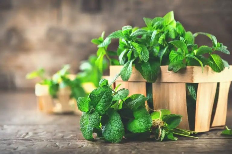 Benefits Of Mint: इन बीमारियों के लिए रामबाण है पुदीना, फायदे जान लेंगे तो आज से शुरू कर देंगे खाना