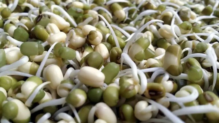 Sprouts Grains Benefits: शुगर-कैंसर को छूमंकर कर देगा Sprouts, रोज खाने से होंगे ये फायदे