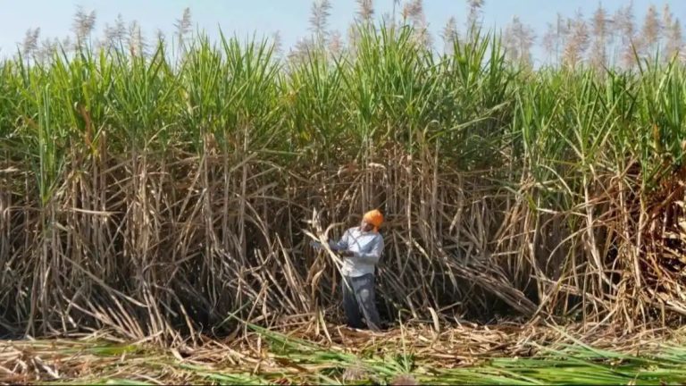 Sugarcane Price: गुड न्यूज! किसानों को सरकार का तोहफा, गन्ना खरीद की कीमत में 8 फीसदी की बढ़ोतरी, 5 करोड़ किसानों को फायदा