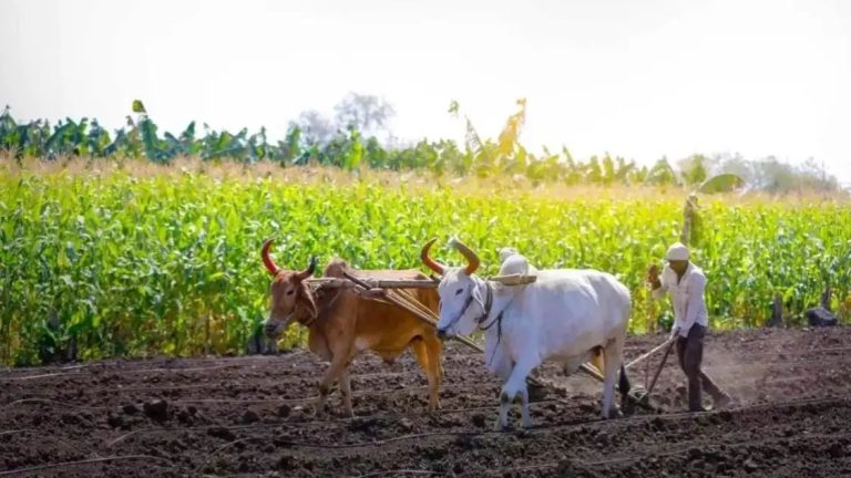 चालू वित्त वर्ष में 20 लाख करोड़ के पार पहुंचा कृषि कर्ज, किसानों के लिए मोदी सरकार ने खोला खजाना