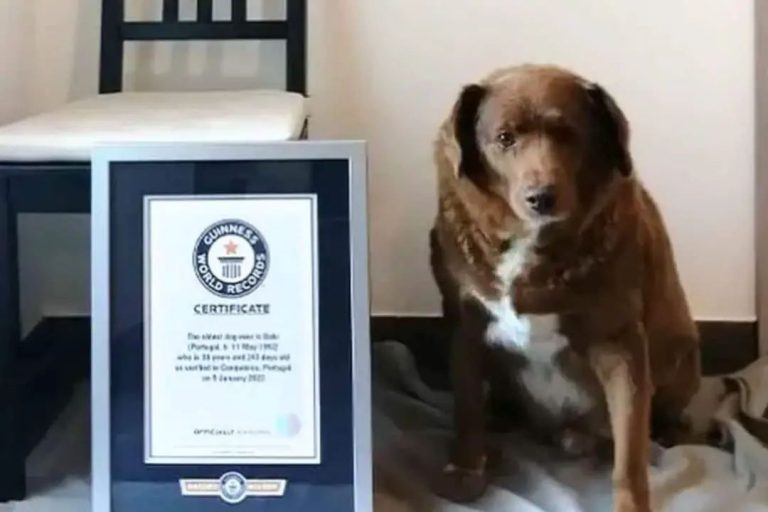 बोबी अब नहीं रहा सबसे बुजुर्ग कुत्‍ता, मरने के बाद छिना ख‍िताब