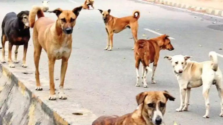 दिल्ली में कुत्तों ने 2 साल की बच्ची की जान ले ली, शिकायत करने पर क्या बोली