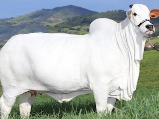 40 करोड़ में बिकी ये गाय, क‍िसान हुआ मालामाल, भारत के इस शहर से नाता, खू‍बियां भी जान लीजिए