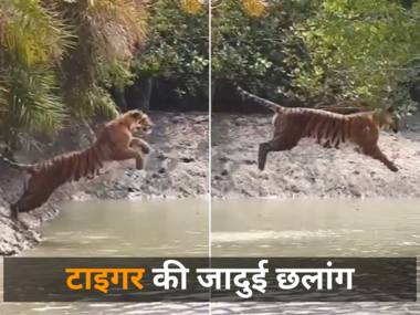 Tiger Majestic Jump: सुंदरवन में नदी पार करने के लिए टाइगर ने लगाई जादुई छलांग, वीडियो ने पब्लिक का दिल जीत लिया