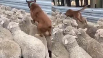 भेड़ों के बीच फंसे कुत्ते की चालाकी देख आनंद महिंद्रा हुए इम्प्रेस, Video शेयर कर लोगों को दिया मोटिवेशन