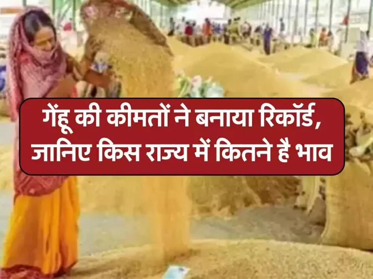 Wheat Price: गेंहू की कीमतों ने बनाया रिकॉर्ड, जानिए किस राज्य में कितने है भाव