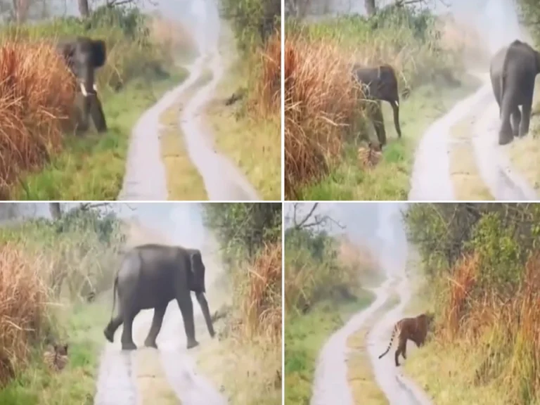 Hathi Ka Video: हाथी को देखते ही बाघ की सिट्टी-पिट्टी गुम, गुस्सा देखते ही दुम दबाकर भागा | देखें वीडियो
