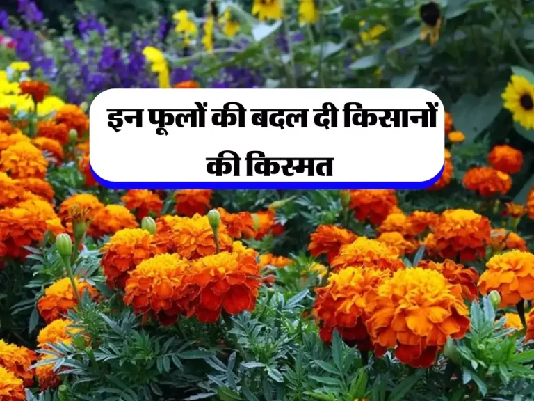 Flower Farming: इन फूलों की बदल दी किसानों की किस्मत, अब हर महीने कमा रहे लाखों रुपये