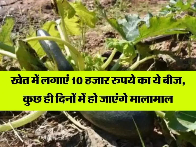 खेत में लगाएं 10 हजार रुपये का ये बीज, कुछ ही दिनों में हो जाएंगे मालामाल