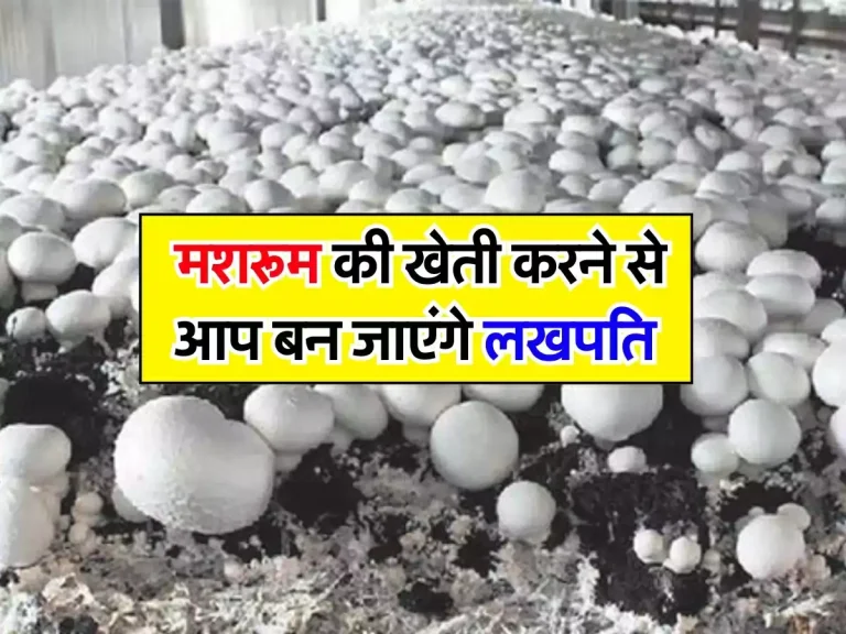 Mushroom Production : मशरूम की खेती करने से आप बन जाएंगे लखपति, इतने समय में होगी मोटी कमाई