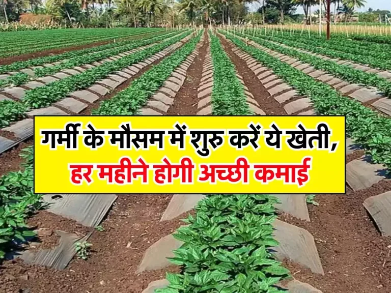 Kisan News : गर्मी के मौसम में शुरु करें ये खेती, हर महीने होगी अच्छी कमाई