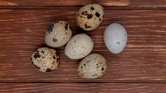 Snake Eggs: मुर्गी की तरह सांप का अंडा भी खा सकता है इंसान, जानिए शरीर पर क्या होगा असर