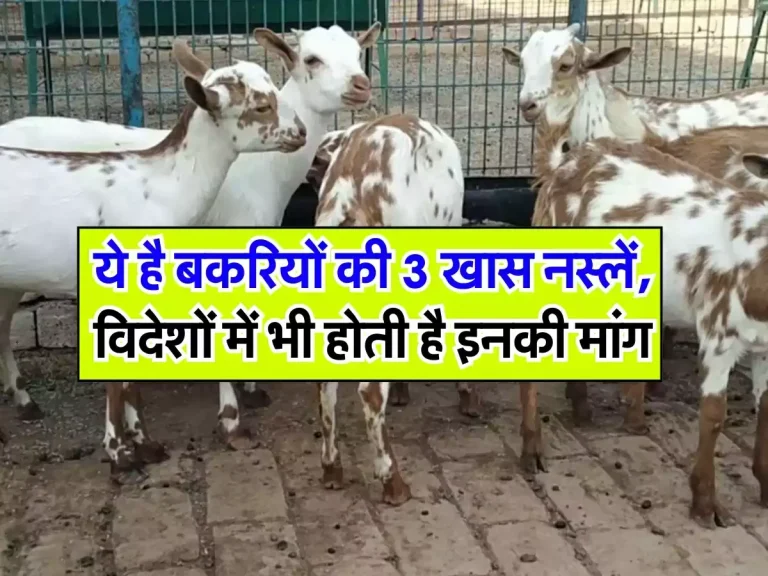 Goats Breed : ये है बकरियों की 3 खास नस्लें, विदेशों में भी होती है इनकी मांग