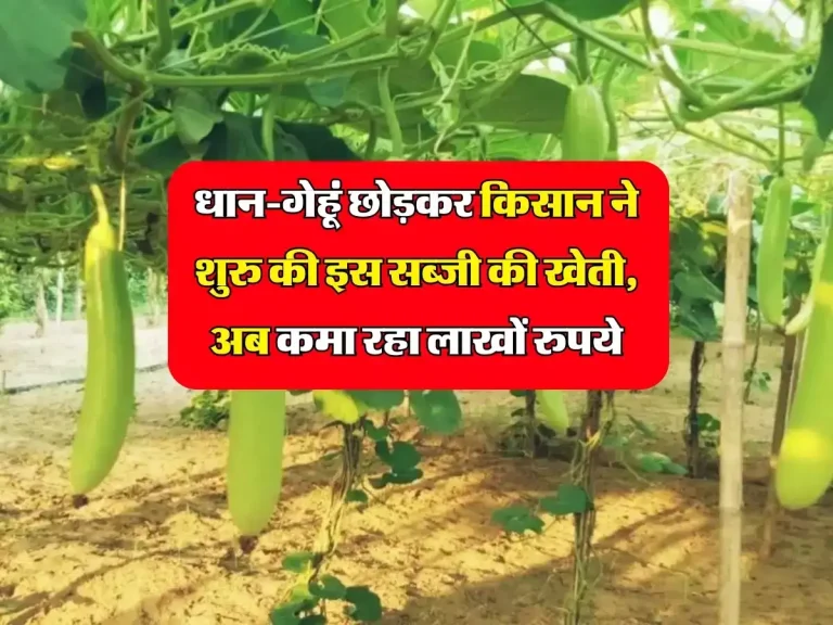 धान-गेहूं छोड़कर किसान ने शुरु की इस सब्जी की खेती, अब कमा रहा लाखों रुपये