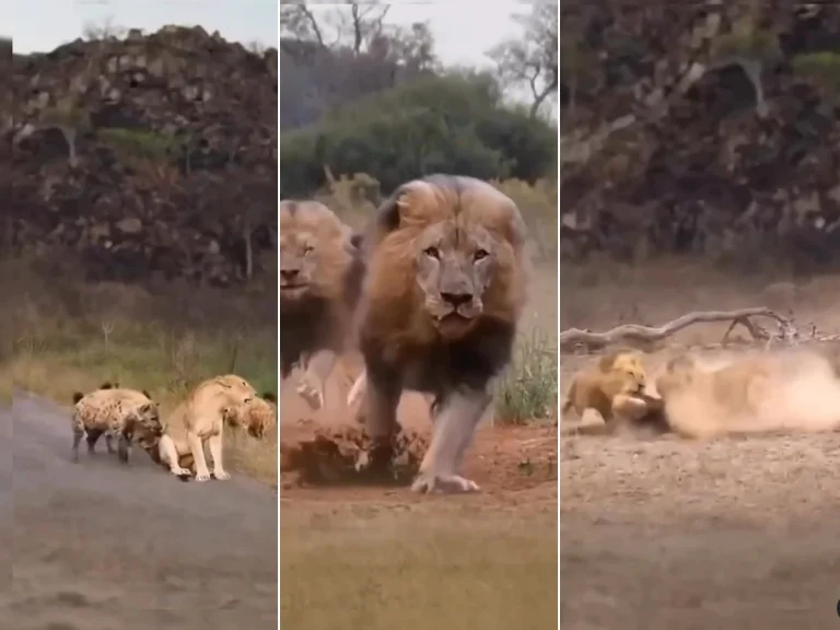 Sherni Ka Video: शेरनी को संकट में देखा तो तुरंत आया जंगल का राजा, लकड़बग्घों को दौड़ा-दौड़कर पीटा