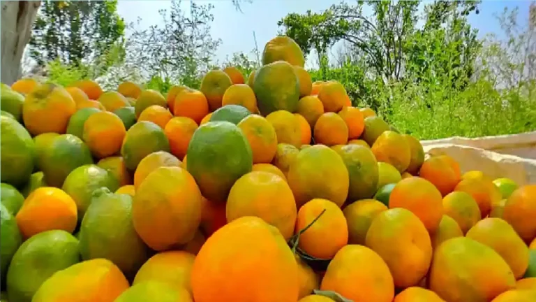 प्याज के ‘झांस’ से पिलपिला गया संतरा, किसानों के निकल रहे आंसू