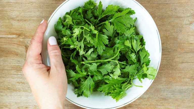 Coriander Health Benefits: स्वाद के साथ साथ सेहत के लिए भी फायदेमंद है हरा धनिया, ऐसे करें इस्तेमाल