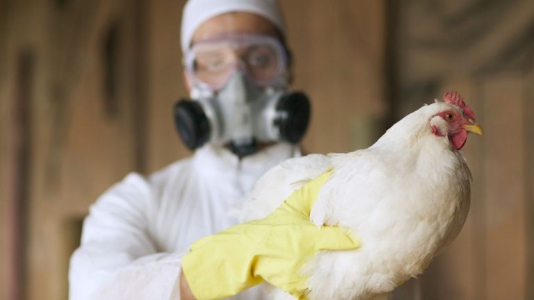 Bird flu : बर्ड फ्लू से बच्चों को ज्यादा खतरा, क्यों है ऐसा और कैसे करें बचाव? एक्सपर्ट्स से जानें