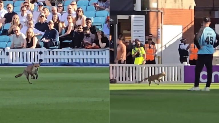 VIDEO: LIVE मैच में घुसी लोमड़ी, खौफ में आए खिलाड़ी, फिर मैदान से ऐसे निकाला बाहर