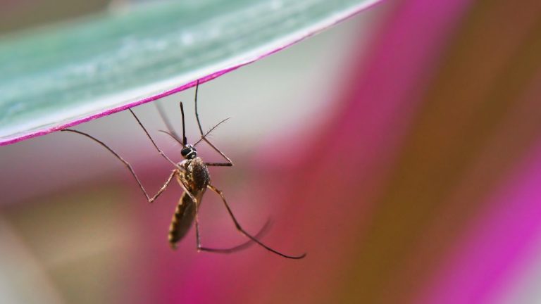 बढ़ रहे जीका वायरस के केस, मच्छरों से होने वाली इस बीमारी का HIV से क्या है संबंध