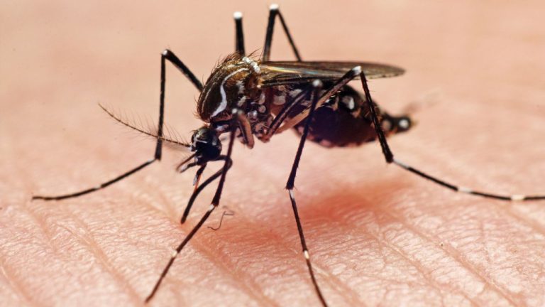 Dengue Fever : शुरुआत में ही डेंगू की कैसे करें पहचान, AIIMS के डॉक्टर ने बताया